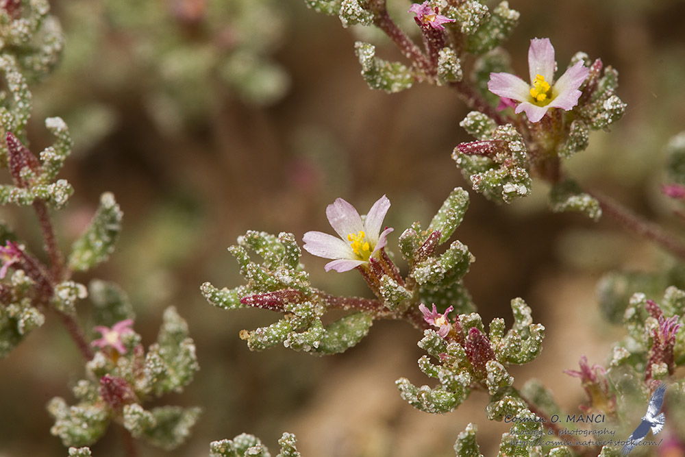 Представитель Семейства Frankeniaceae